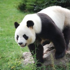 Comment laver une peluche panda ?