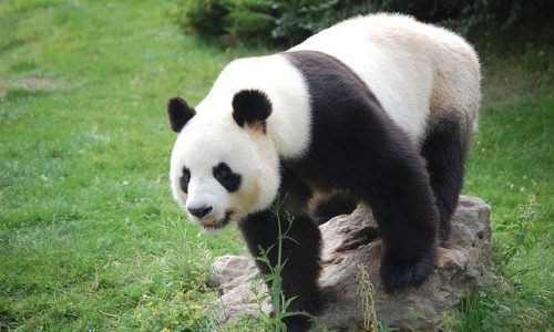 Comment laver une peluche panda ?
