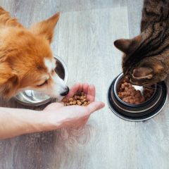 Est-ce que les croquettes pour chat sont bonnes pour les chiens ?
