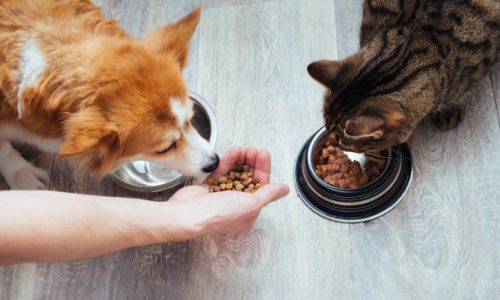 Est-ce que les croquettes pour chat sont bonnes pour les chiens ?